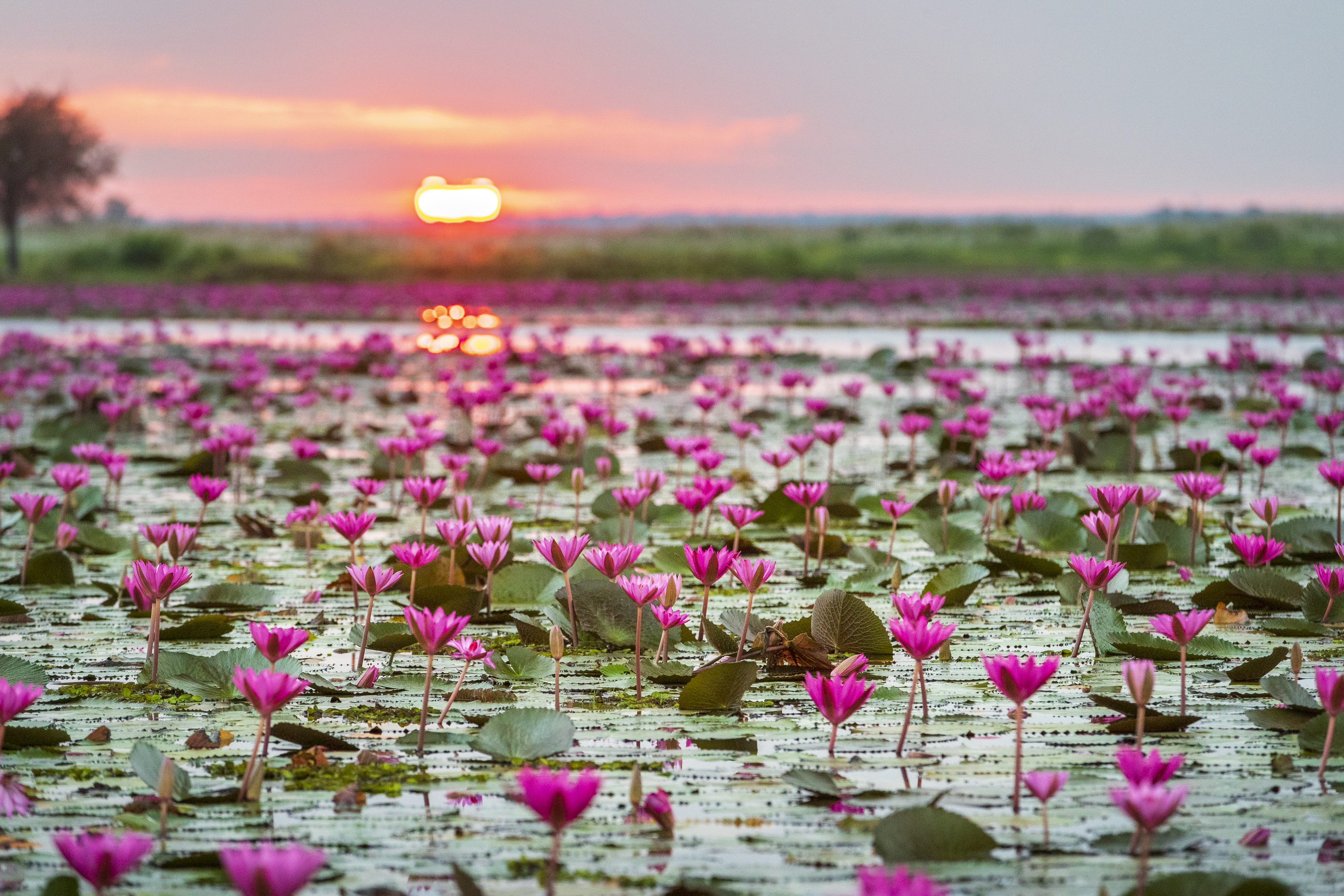 AmazingThailand x LISA สร้างปรากฏการณ์ LISA Effect “เที่ยวตามรอยลิซ่า” หลังนักท่องเที่ยวหลั่งไหลสู่ทะเลบัวแดง จ.อุดรธานี  